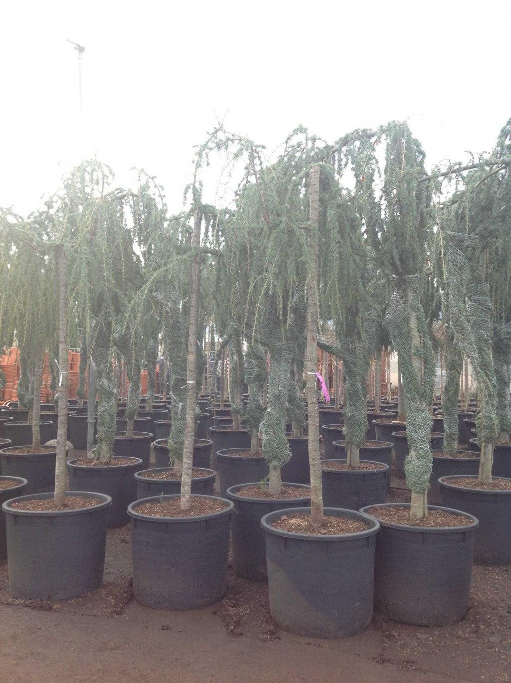 Flowing silver cedar 2.00 - 2.50 m Cedrus atlantica glauca pendula
