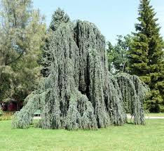 Flowing silver cedar 2.00 - 2.50 m Cedrus atlantica glauca pendula