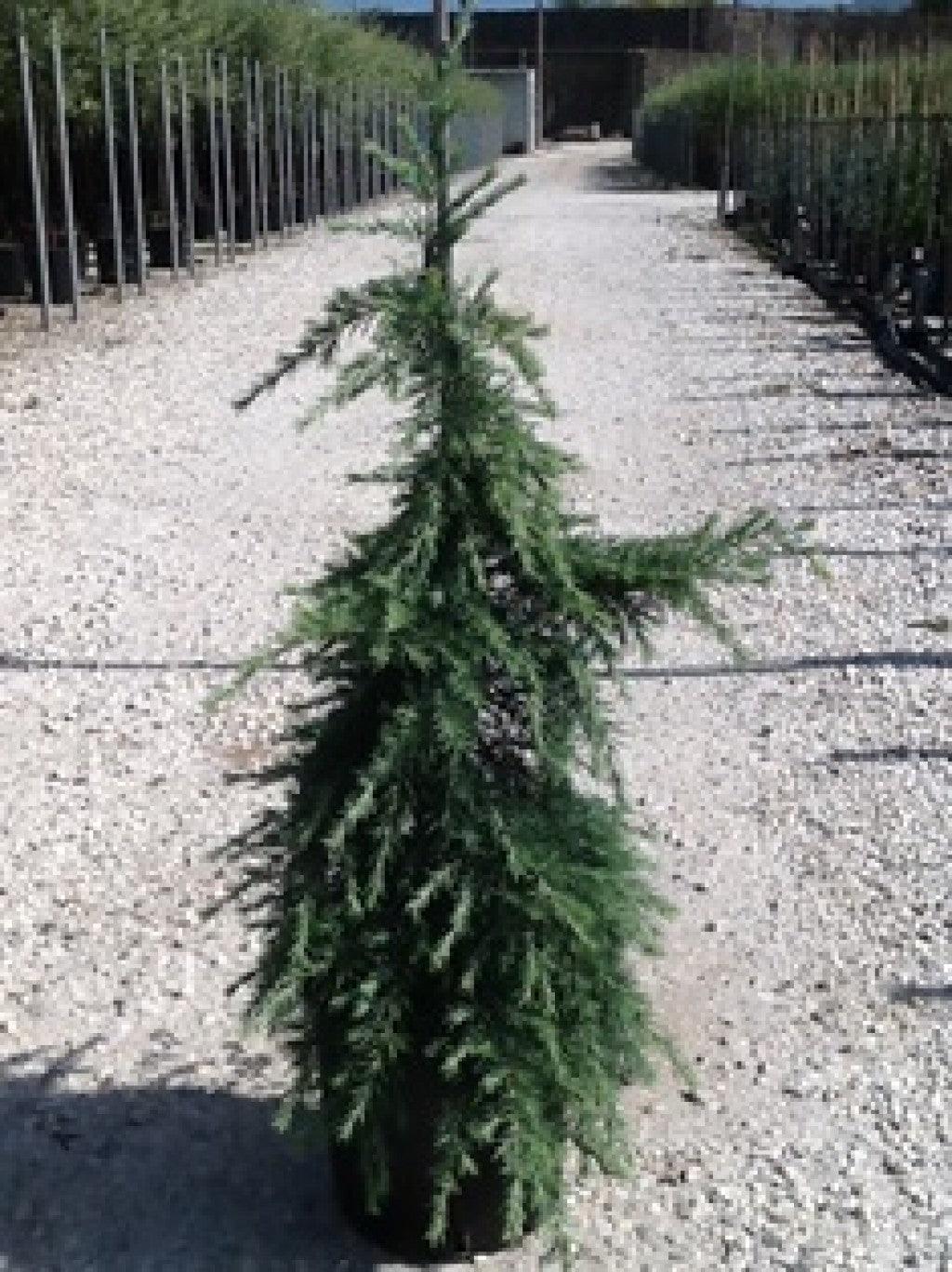 Himalayan cedar Feelin Blue " 1.70 - 2.00 m Cedrus deodara "Feelin Blue"
