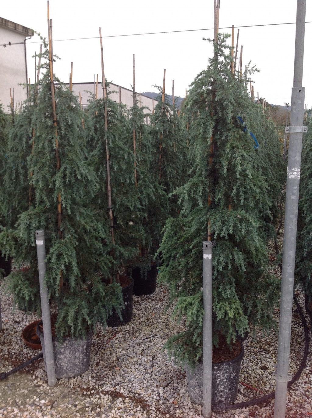 Himalayan cedar Feelin Blue " 1.70 - 2.00 m Cedrus deodara "Feelin Blue"