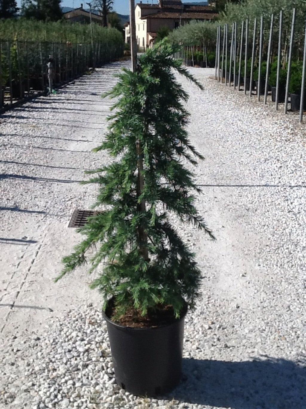 Himalayan cedar Feelin Blue " 1.70 - 2.00 m Cedrus deodara "Feelin Blue"