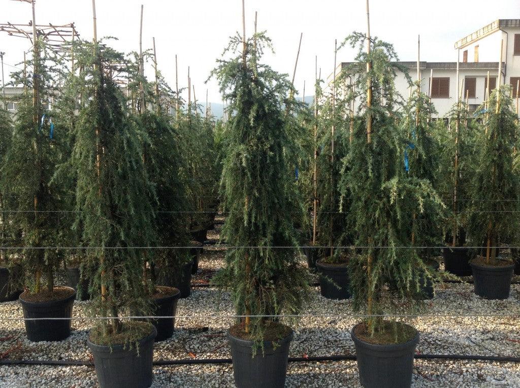 Himalayan cedar Feelin Blue " 1.70 - 2.00 m Cedrus deodara "Feelin Blue"