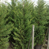 Chiparos leylandii Castwellan Gold" 2.30 - 2.50 m  x Cupressocyparis leylandii Castwellan Gold