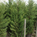 Chiparos leylandii Castwellan Gold" 2.30 - 2.50 m  x Cupressocyparis leylandii Castwellan Gold