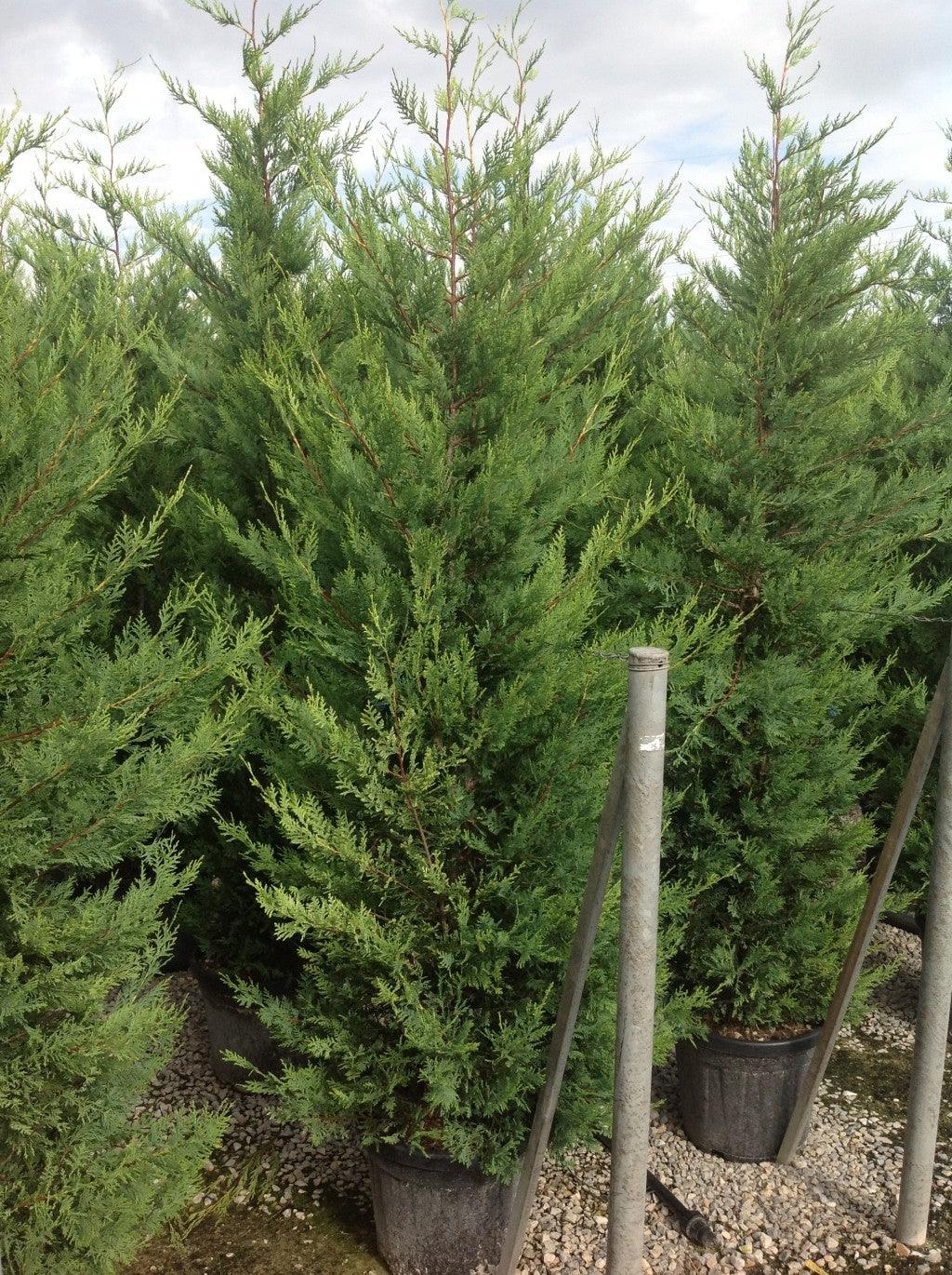 Cypress leylandii Castwellan Gold" 2.30 - 2.50 mx Cupressocyparis leylandii Castwellan Gold