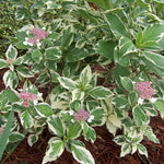 Hortensia Tricolor" 0.50 - 0.70 m  Hydrangea macr. "Tricolor"