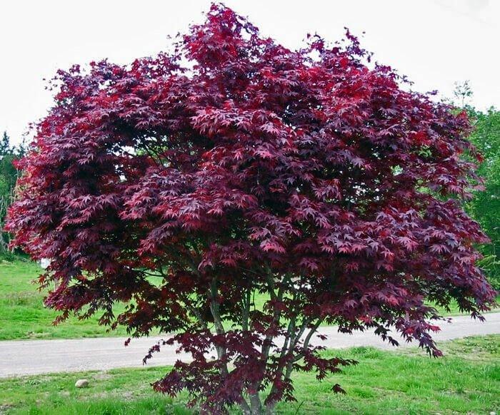 Artar japonez Bloodgood" 1.00 - 1.30 m Acer palmatum "Bloodgood"