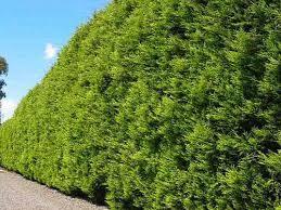 Cypress leylandii Castwellan Gold" 2.30 - 2.50 mx Cupressocyparis leylandii Castwellan Gold