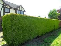 Cypress leylandii Castwellan Gold" 2.30 - 2.50 mx Cupressocyparis leylandii Castwellan Gold