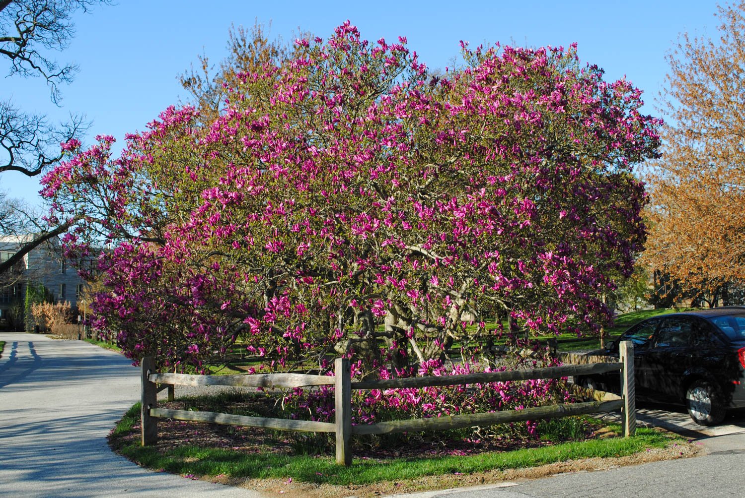 Magnolia Susan" 1.30 - 1.50 m Magnolia "Susan"