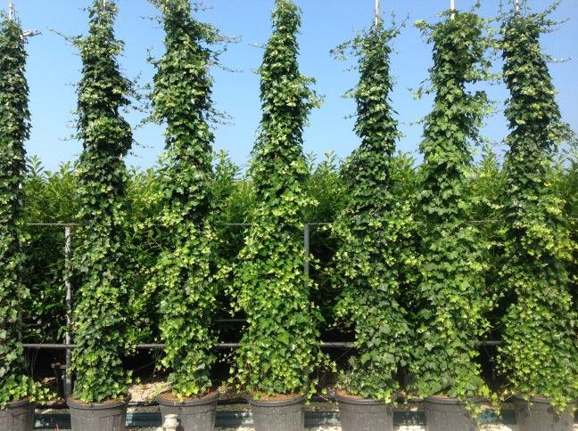 Idera Hybernica" 1.80 - 2.00 m Hedera helix "Hybernica"