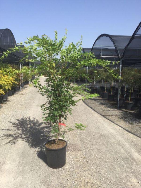Japanese maple 'Sango Kaku'' 1.50 - 1.70 m Acer palmatum 'Sango Kaku''