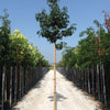 Arborele de guma 2.50 - 3.00 m  Liquidambar styraciflua