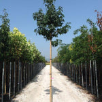 Arborele de guma 2.50 - 3.00 m  Liquidambar styraciflua
