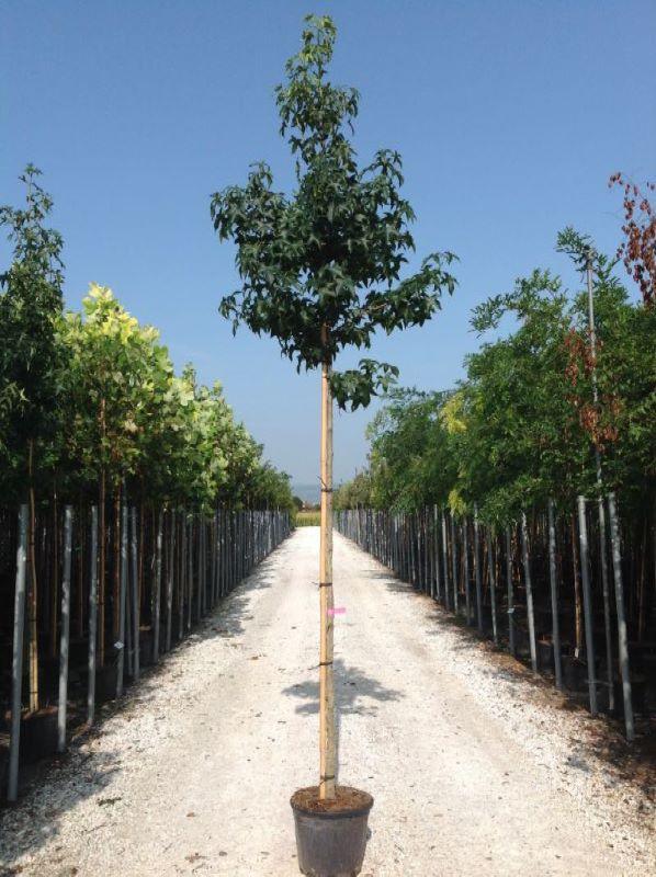 Gum tree 2.50 - 3.00 m Liquidambar styraciflua