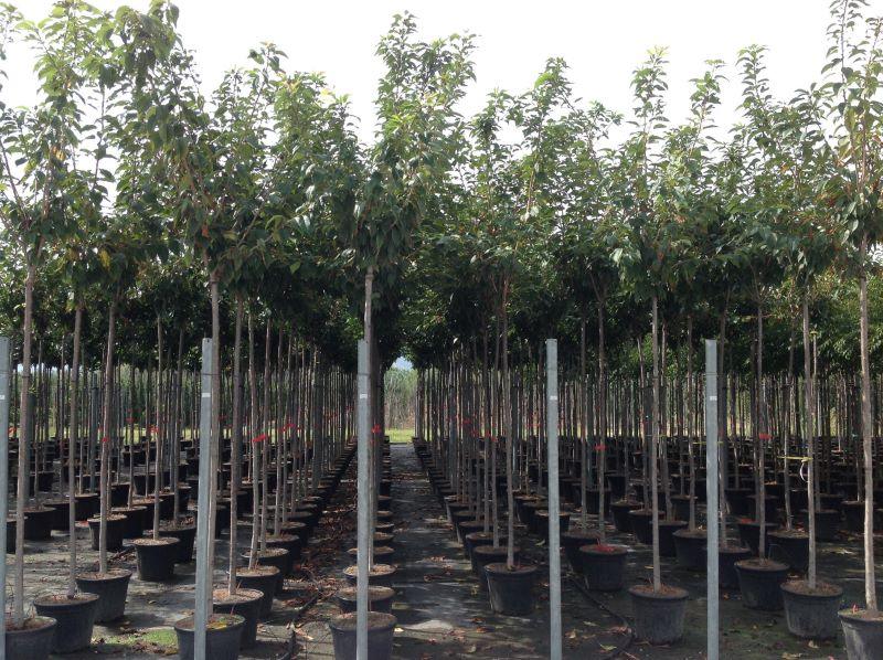 Kanzan Japanese cherry" 2.00 - 2.50 m Prunus serrulata "Kanzan"