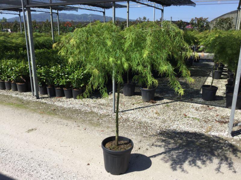 Japanese maple Viridis" 1.50 - 1.70 m Acer palmatum dissectum "Viridis"