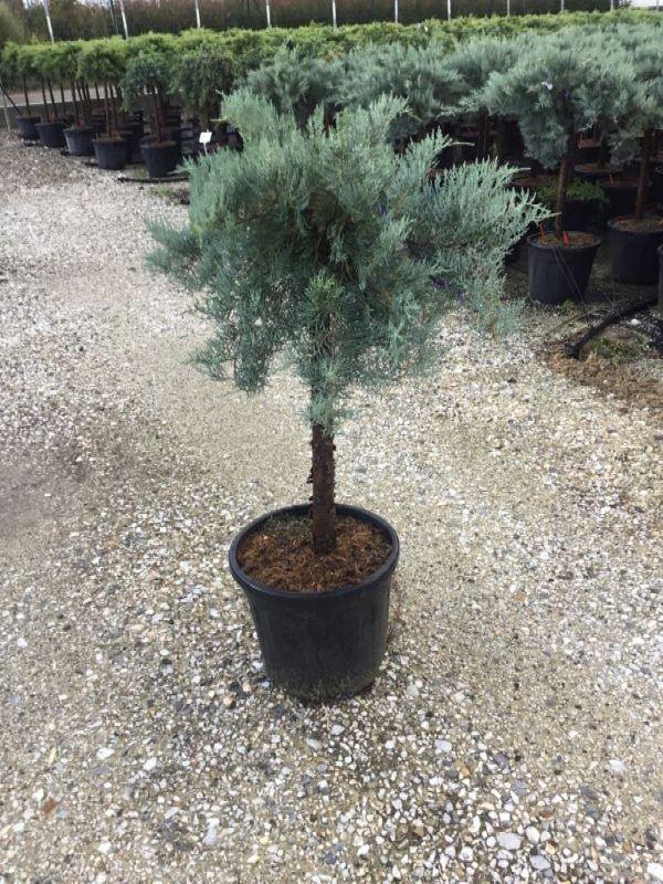 Juniper of Virginia Gray Owl" 1.20 - 1.40 m Juniperus virginiana "Grey Owl"