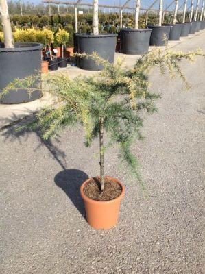 Cedar "Golden Horizon" 0.80 - 1.20 m Cedrus deodara "Golden Horizon"