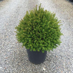 Tisa minge 0.30 - 0.40 m  Taxus baccata