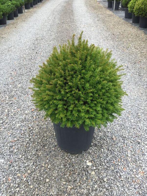 Ball yew 0.30 - 0.40 m Taxus baccata