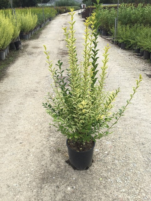 Golden dogwood 0.80 - 1.00 m Ligustrum Ovalifolium Aureum