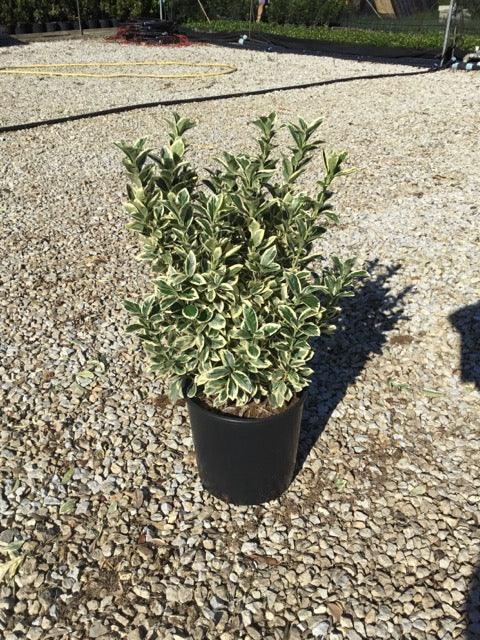 Salba japoneza Bravo" 0.80 - 1.00 m Euonymus jap."Bravo"