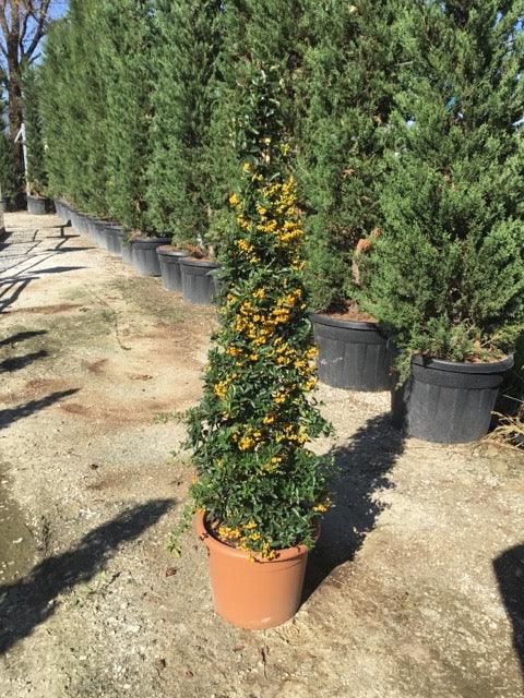 Yellow ornamental buckthorn 1.20 - 1.50 m Pyracantha coccinea Soleil D