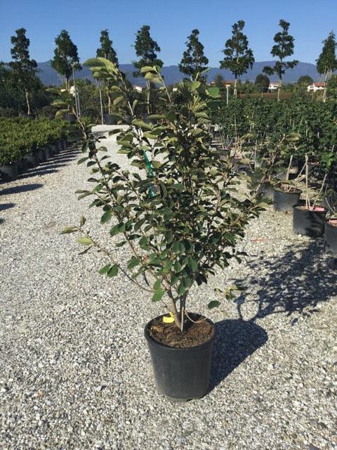 Witch's nut Jelena" 0.80 - 1.20 m Hamamelis x intermedia"Jelena"