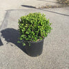 Buxus Faulkner" minge 0.20- 0.30 m  Buxus microphylla"Faulkner"