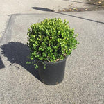 Buxus Faulkner" minge 0.20- 0.30 m  Buxus microphylla"Faulkner"