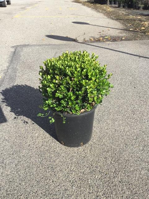 Buxus Faulkner" ball 0.20- 0.30 m Buxus microphylla"Faulkner"