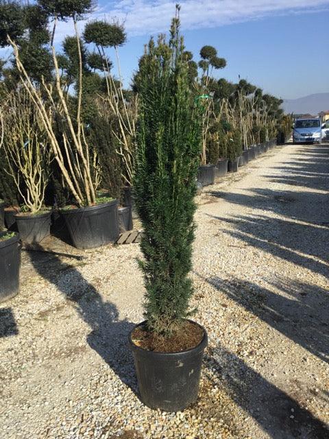Columnar yew 1.30 - 1.50 m Taxus baccata Fastigiata"