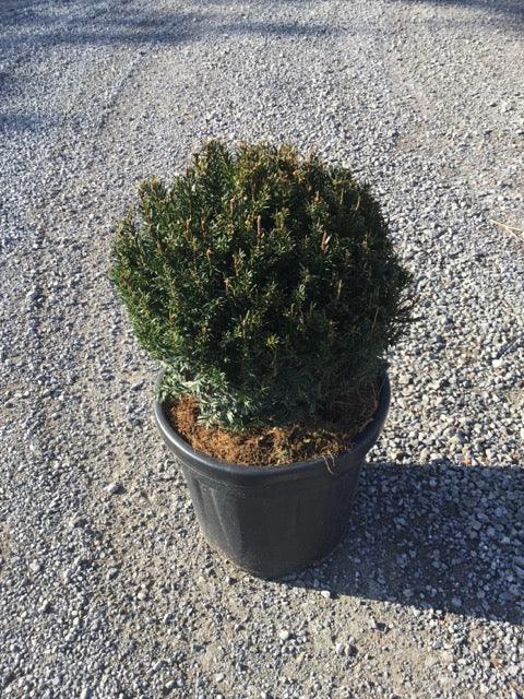Ball yew 0.30 - 0.40 m Taxus baccata