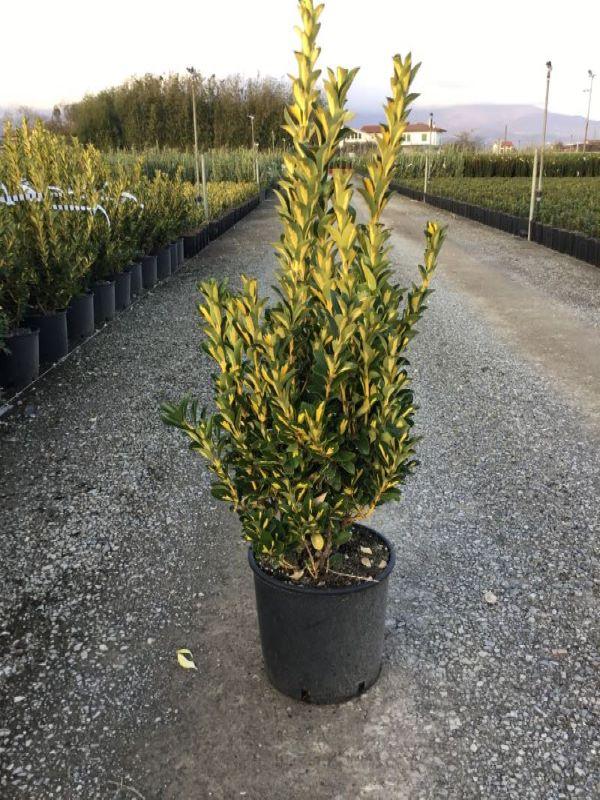 Japanese sage "Aureopictus" 0.60 -0.80 m Euonymus japonicus Aureopictus"
