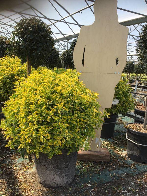 Japanese sage Elegant Aureus " ball 0.60 -0.80 m Euonymus jap. "Elegant Aureus"