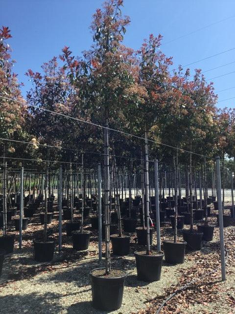 Photinia Red Robin" tree 3.00 - 3.50 m Photinia serulata "Red Robin"