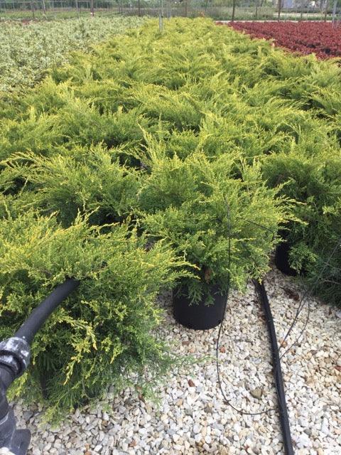 Ienupar varietati 0.60 - 0.80 m Juniperus sp.