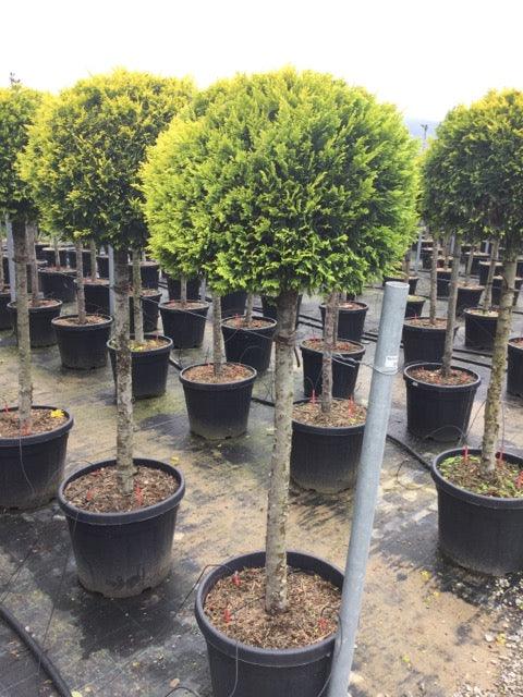 Cypress leylandii Gold Rider " 1.50-1.70 m Cupressocyparis leylandii "Gold Rider"