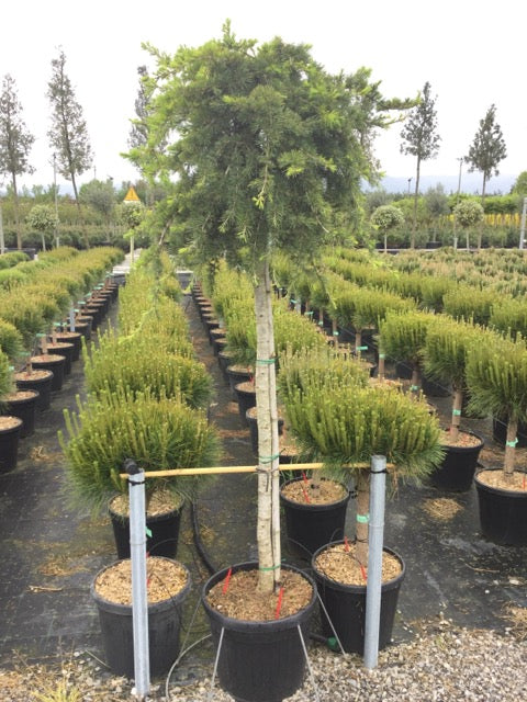Pendulum Himalayan cedar 1.70 - 2.00 m Cedrus deodara Pendula"