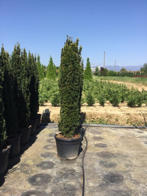 Columnar golden yew 2.00 - 2.40 m Taxus baccata Fastigiata Aurea"
