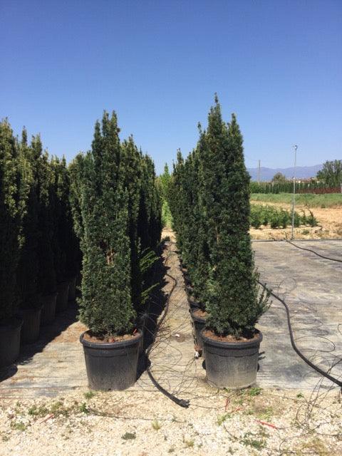 Columnar golden yew 2.00 - 2.40 m Taxus baccata Fastigiata Aurea"