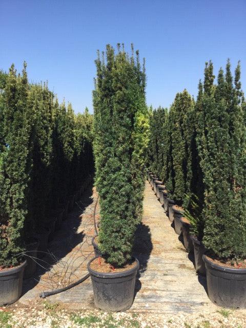 Columnar golden yew 2.00 - 2.40 m Taxus baccata Fastigiata Aurea"