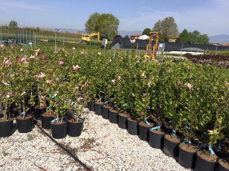 Magnolia Susan" 1.00 - 1.20 m Magnolia "Susan"