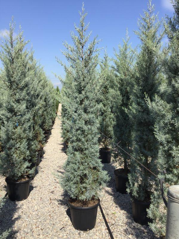 Chiparos de Arizona fastigiat 2.00 - 2.50 m Cupressus arizonica ‘Fastigiata’