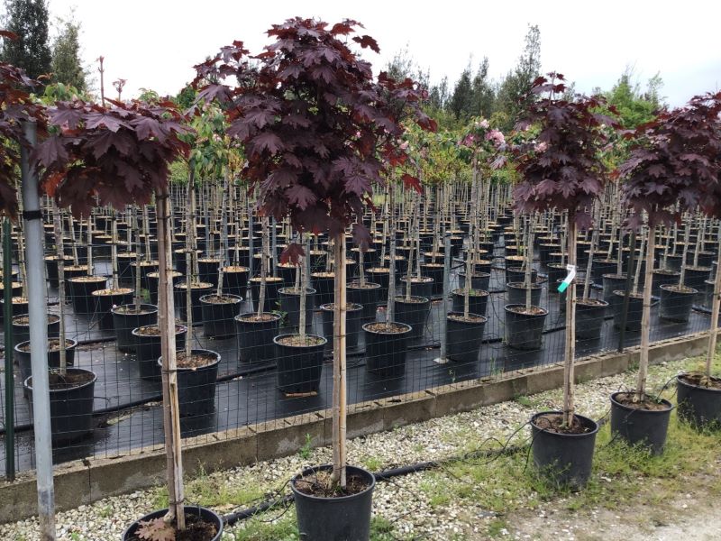 Red Maple Crimson Sentry" 1.75 - 2.00 m Acer platanoides "Crimson Sentry"