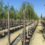 Mesteacan curgator 'Youngii' 2.00 - 3.00 m  Betula pendula 'Youngii'