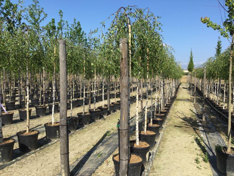 Flowing birch 'Youngii' 2.00 - 3.00 m Betula pendula 'Youngii'