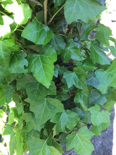 Idera Hybernica" 1.80 - 2.00 m Hedera helix "Hybernica"