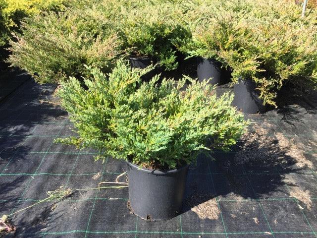 Ienupar varietati 0.60 - 0.80 m Juniperus sp.